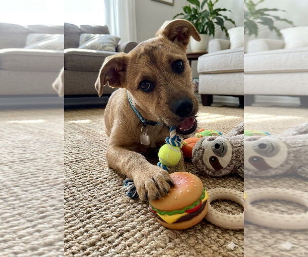 Medium Photo #2 Border Collie-Unknown Mix Puppy For Sale in Genesee, WI, USA