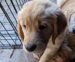 Small Photo #8 Golden Retriever Puppy For Sale in STANLEY, NC, USA