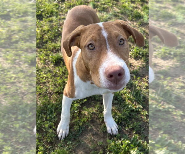 Medium Photo #2 Beagle-Unknown Mix Puppy For Sale in Evansville, IN, USA
