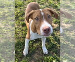 Small #1 Beagle Mix