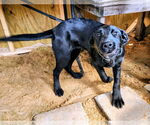 Small #1 Labrador Retriever Mix