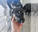 Puppy Purple German Shepherd Dog-Siberian Husky Mix