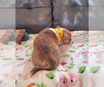 Small #7 Pembroke Welsh Corgi