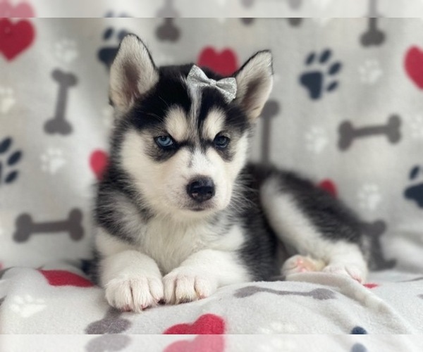 Medium Photo #13 Siberian Husky Puppy For Sale in LAKELAND, FL, USA