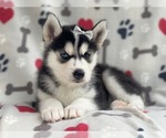 Small Photo #13 Siberian Husky Puppy For Sale in LAKELAND, FL, USA