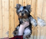 Small Yorkshire Terrier