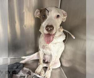 American Staffordshire Terrier-Unknown Mix Dogs for adoption in San Antonio, TX, USA