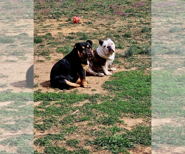 Medium Photo #1 English Bulldog Puppy For Sale in NEVADA, MO, USA