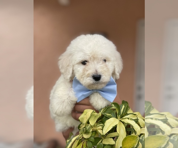 Medium Photo #4 Goldendoodle Puppy For Sale in TAMPA, FL, USA
