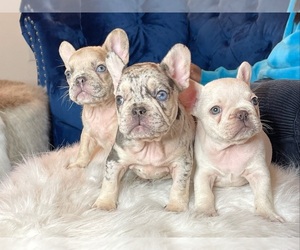 French Bulldog Puppy for sale in PORTLAND, OR, USA