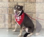 Small #1 Australian Kelpie-Huskies  Mix