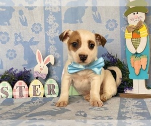 Jack Russell Terrier-Unknown Mix Puppy for sale in LANCASTER, PA, USA