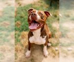 Small Photo #7 American Pit Bull Terrier Puppy For Sale in Richmond, VA, USA