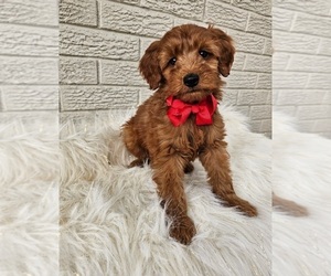 Goldendoodle (Miniature) Puppy for sale in INDIANAPOLIS, IN, USA