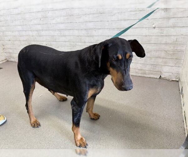 Medium Photo #1 Doberman Pinscher Puppy For Sale in San Bernardino, CA, USA