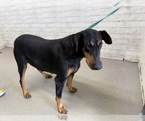 Doberman Pinscher Dogs for adoption in San Bernardino, CA, USA
