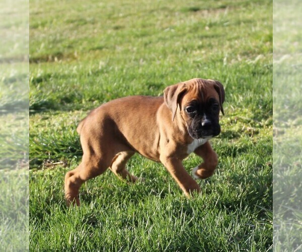 Medium Photo #10 Boxer Puppy For Sale in SHIPSHEWANA, IN, USA