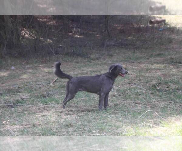 Medium Photo #1 Weimaraner Puppy For Sale in EVART, MI, USA