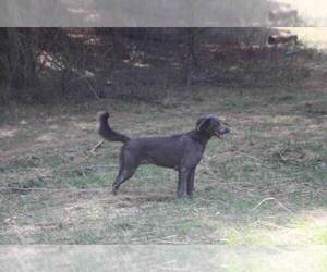 Father of the Weimaraner puppies born on 11/15/2025