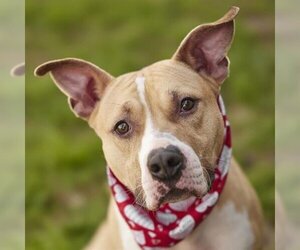 American Pit Bull Terrier-Staffordshire Bull Terrier Mix Dogs for adoption in Rosenberg, TX, USA