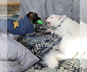 Falcor - Male Great Pyrenees-Unknown Mix Dog for Adoption - Photo #17