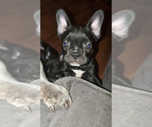 Faux Frenchbo Bulldog-Unknown Mix Puppy for sale in GREENVILLE, MI, USA