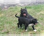 Small Photo #8 American Bully Puppy For Sale in TRENTON, FL, USA