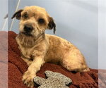 Small Lhasa Apso Mix