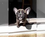 Small Photo #3 French Bulldog Puppy For Sale in HOLTSVILLE, NY, USA