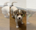 Small #2 German Hunting Terrier-Lowchen Mix