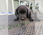 Small #6 Labrador Retriever