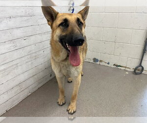 German Shepherd Dog Dogs for adoption in San Bernardino, CA, USA