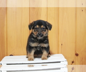 German Shepherd Dog-Welsh Cardigan Corgi Mix Puppy for sale in APPLE CREEK, OH, USA