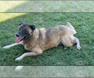 Akita-Unknown Mix Dogs for adoption in Riverside, CA, USA