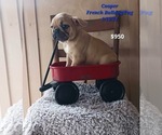 Small Photo #1 Frenchie Pug Puppy For Sale in TOPEKA, IN, USA