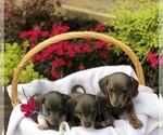 Small Photo #10 Dachshund Puppy For Sale in LOBELVILLE, TN, USA