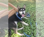 Small #5 Alaskan Klee Kai