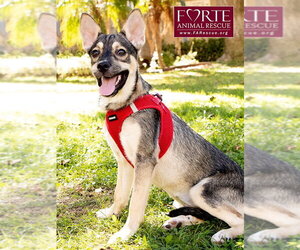 Ramona - Female Siberian Husky-Unknown Mix Dog for Adoption - Photo #4