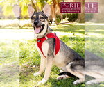 Small Photo #4 Siberian Husky-Unknown Mix Puppy For Sale in Marina del Rey, CA, USA