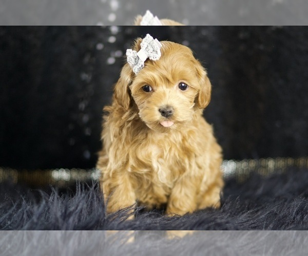 Medium Photo #5 Maltipoo Puppy For Sale in WARSAW, IN, USA