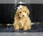 Small Photo #109 Maltipoo Puppy For Sale in WARSAW, IN, USA