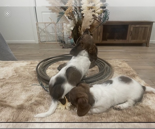 Medium Photo #4 Dachshund Puppy For Sale in BLANCHARD, OK, USA