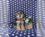Small Photo #5 YorkiePoo Puppy For Sale in LINCOLN UNIVERSITY, PA, USA