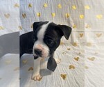Small Photo #5 Boston Terrier Puppy For Sale in MONTVILLE, OH, USA