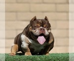 Small Photo #1 American Bully Puppy For Sale in ANCHORAGE, AK, USA