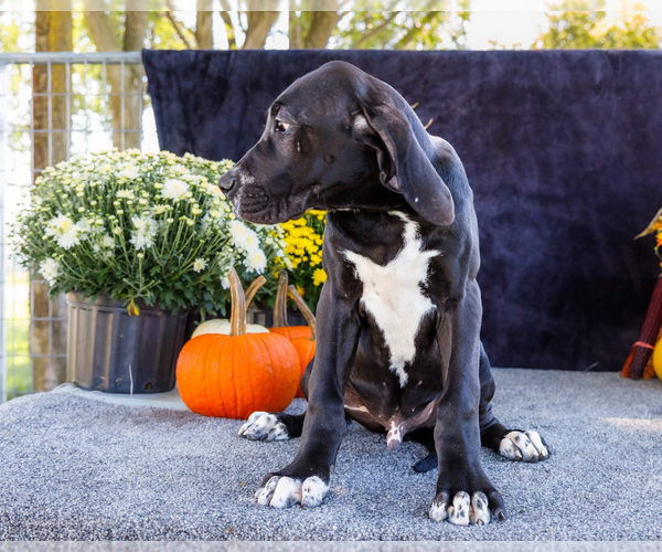 Medium Photo #23 Great Dane Puppy For Sale in WAKARUSA, IN, USA