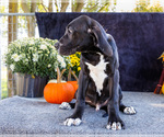 Small Photo #23 Great Dane Puppy For Sale in WAKARUSA, IN, USA