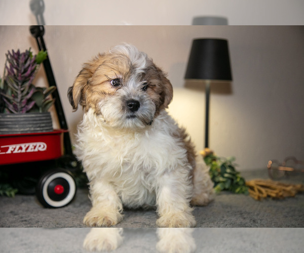 Medium Photo #13 Zuchon Puppy For Sale in SHILOH, OH, USA