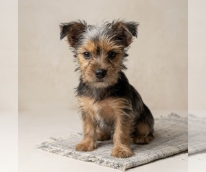 Yorkshire Terrier Puppy for sale in DAWSONVILLE, GA, USA