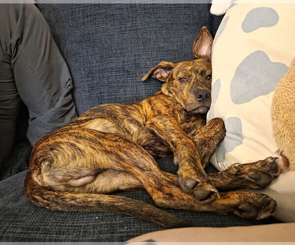 Medium Photo #3 Boxer Puppy For Sale in Austin, TX, USA